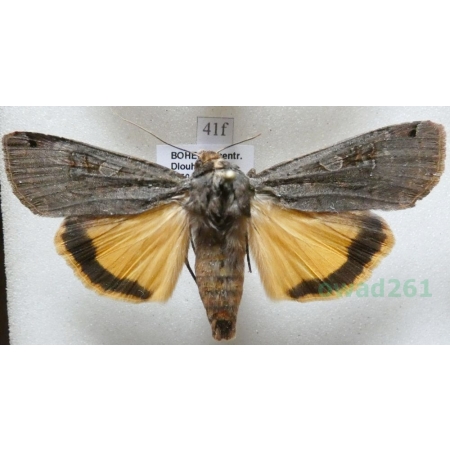 Noctua pronuba (Linnaeus, 1758) Rolnica tasiemka Czech41f